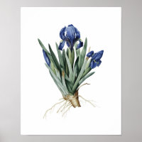 Impression botanique d'IRISES original par Redoute