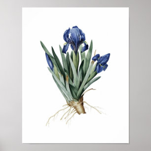 Impression botanique d'IRISES original par Redoute