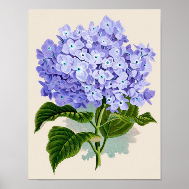 Impression botanique - Hydrangea (Devant)