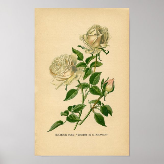 Impression botanique - Rose Bourbon (Devant)