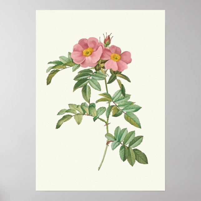 Impression botanique rose vintage (Devant)