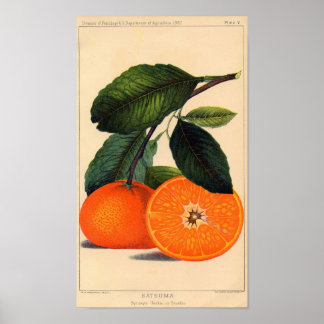 Impression botanique - Satsuma