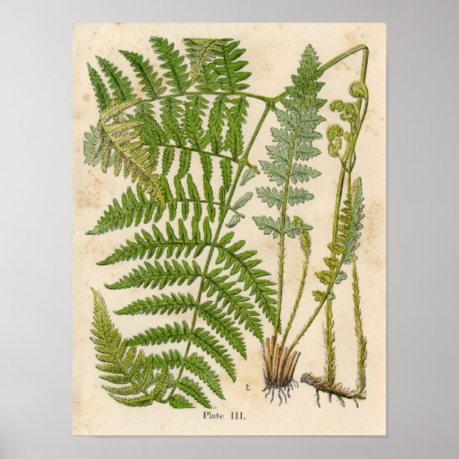 Impression botanique vintage - Bracken / Ferns (Devant)