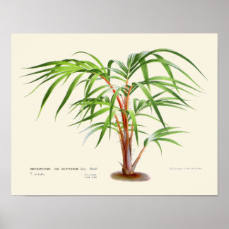 Impression botanique vintage Palm