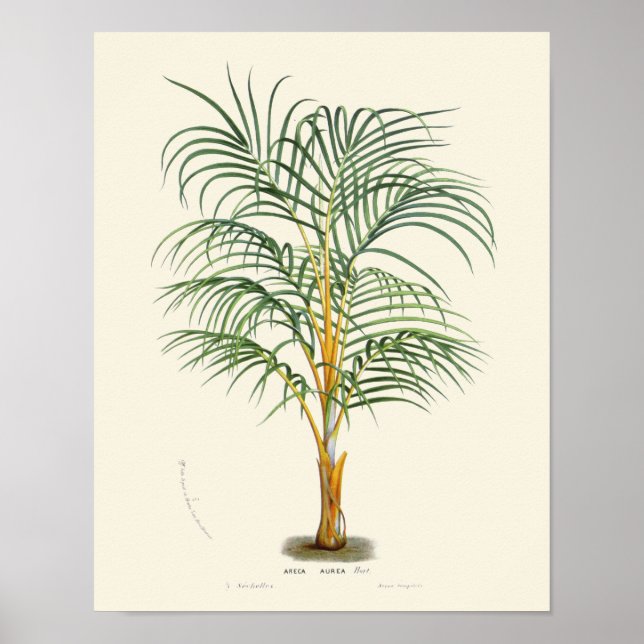 Impression botanique vintage Palm (Devant)