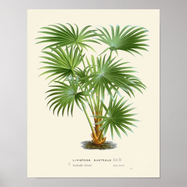 Impression botanique vintage Palm (Devant)