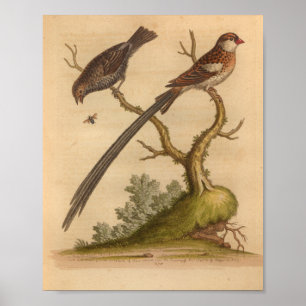Impression Brown longue queue vintage Bird