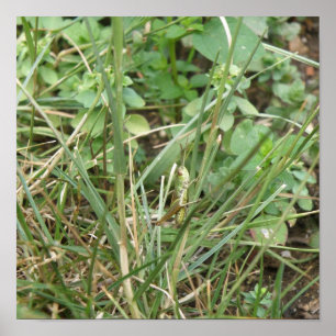 Impression camouflage de sauterelle
