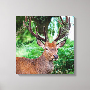 Impression Canvas Buck