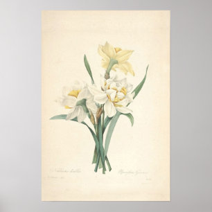 Impression Canvas Narcissus
