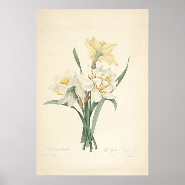 Impression Canvas Narcissus (Devant)