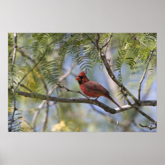 Impression cardinale