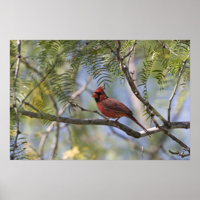 Impression cardinale (Devant)