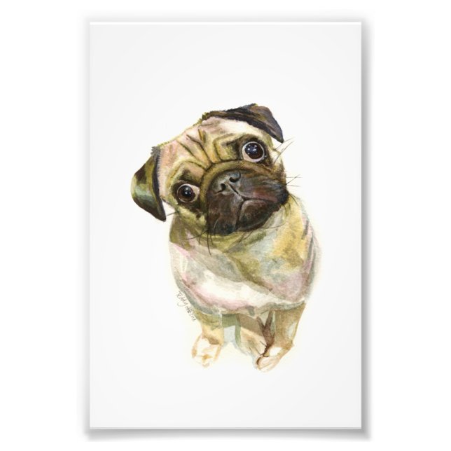 Impression carlin face | Chien de Carlin mignon (Devant)