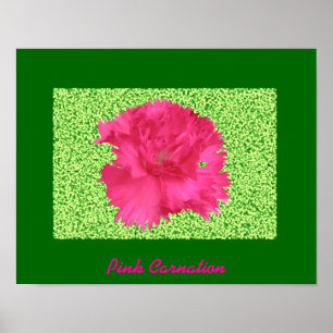 Impression Carnation rose