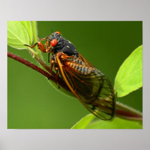 Impression Cicada