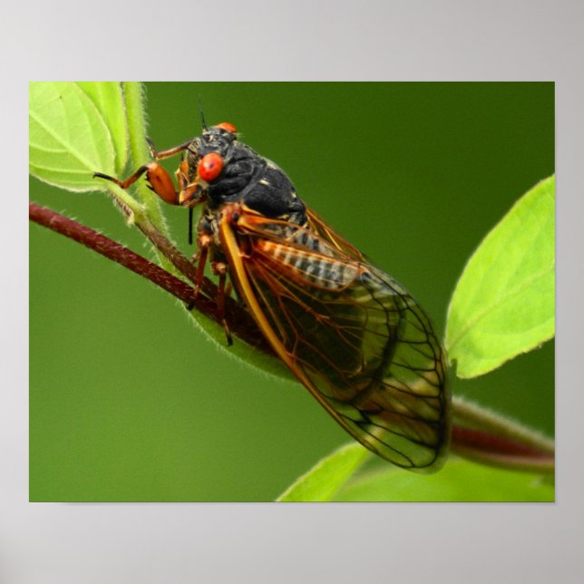 Impression Cicada (Devant)