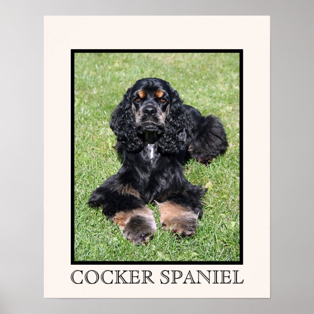 Impression Cocker Spaniel (Devant)