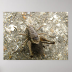 Impression cricket Brown