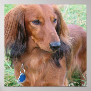 Impression Dachshund long cheveux