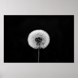 Impression Dandelion