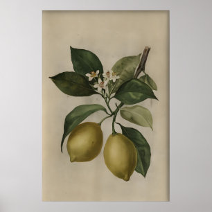Impression d'arbre de citron vintage, nature morte