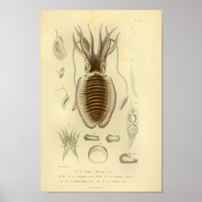 Impression d'art couleur de cuttlefish de 1845 vin (Devant)