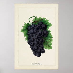 Impression d'art culinaire botanique de raisins no