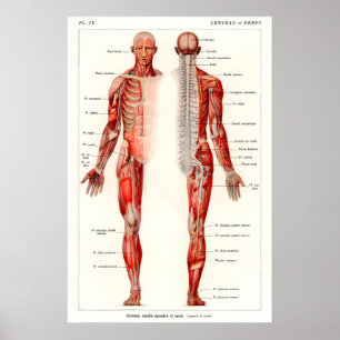 Impression d'art d'anatomie humaine antique du 19e