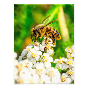 Impression d'art de photographie de la faune polli