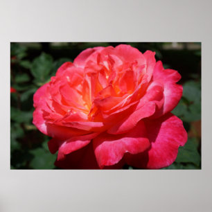 Impression d'art floral de jardin de fleurs roses