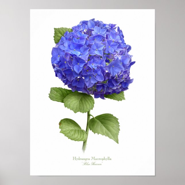 Impression d'art originale Hydrangea Bleue (Devant)