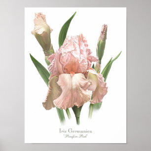 Impression d'art originale Iris Rose Tendre