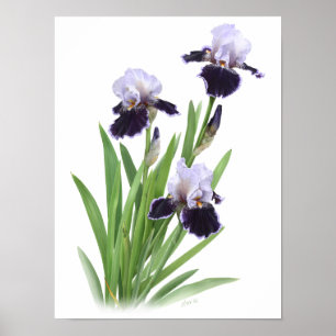 Impression d'art originale Trio d'Iris Violet