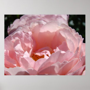 Impression d'art ROSE ROSE sur toile ou encadrée R