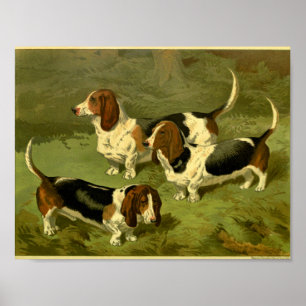 Impression de 1881 Vintage Basset Hounds