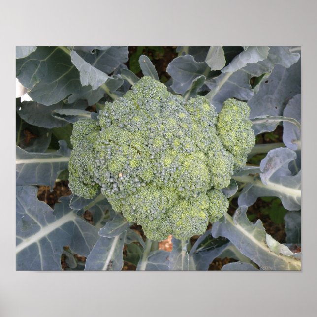Impression de brocoli (Devant)