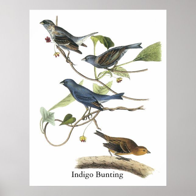 Impression de Bunting Indigo Audubon (Devant)