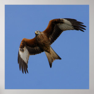 Impression de cerf-volant rouge en forte progressi