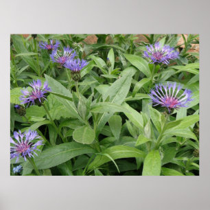 Impression de Cornfleurs