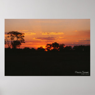 Impression de coucher de soleil Acacia