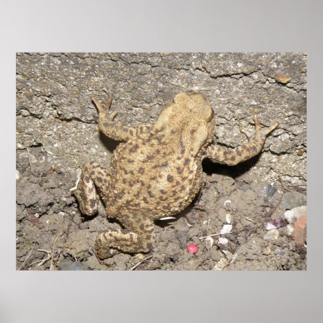 Impression de crapaud à rampe mignonne (Devant)