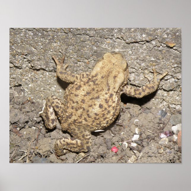 Impression de crapaud à rampe mignonne (Devant)