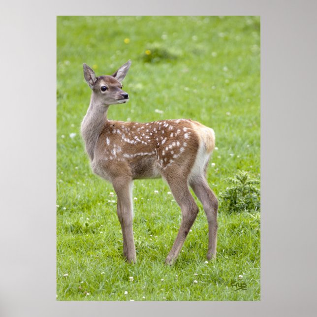 Impression de faon de cerf rouge (Devant)