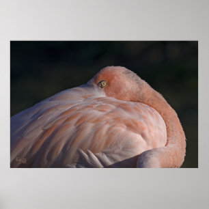 Impression de flamant rose dormant