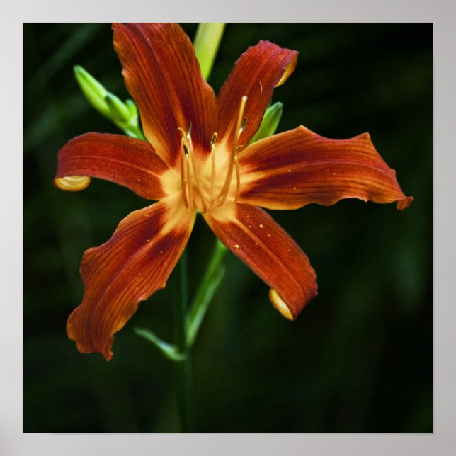 Impression de Flamme de Jardin (Devant)