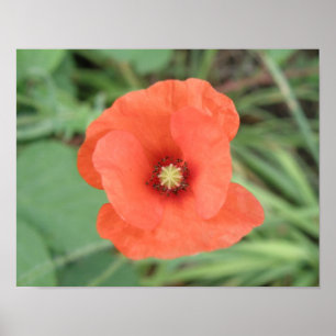 Impression de fleur de pavot sauvage