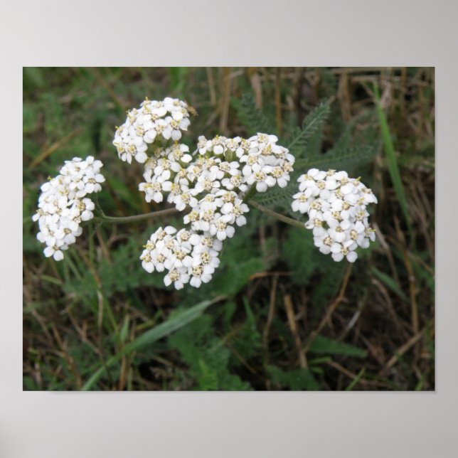 Impression de fleurs sauvages blanches (Devant)
