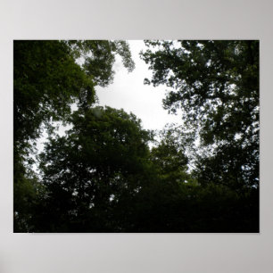 Impression de forêt inquiétante