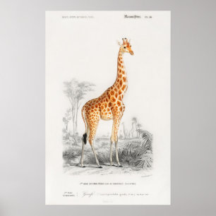 Impression de girafe